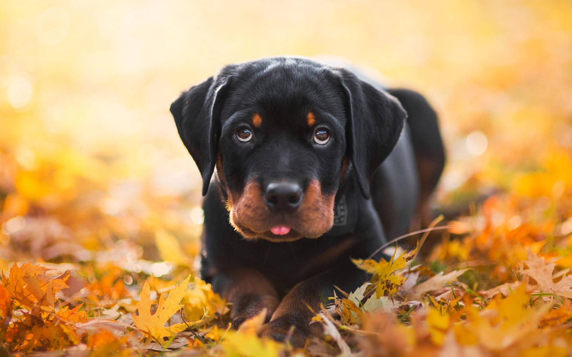 Rottweiler Puppy In Autumn Background