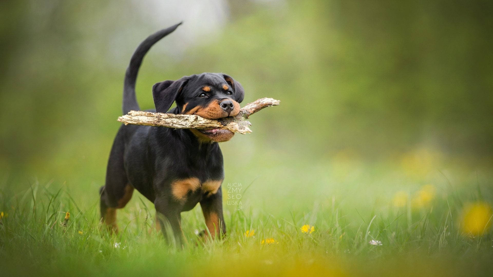 Rottweiler Puppy Wood Fetch Background
