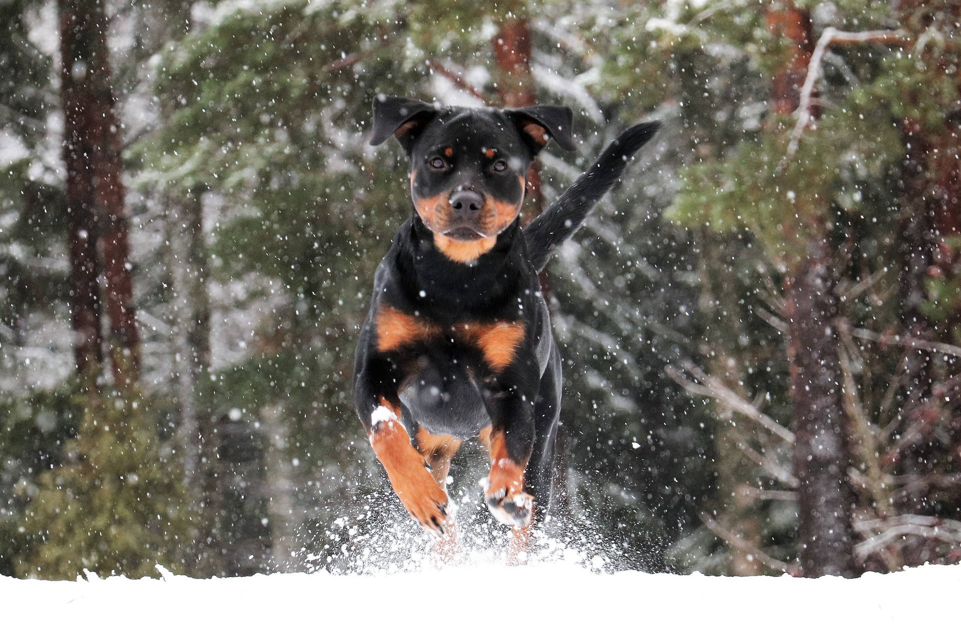 Rottweiler Running In Snow Background