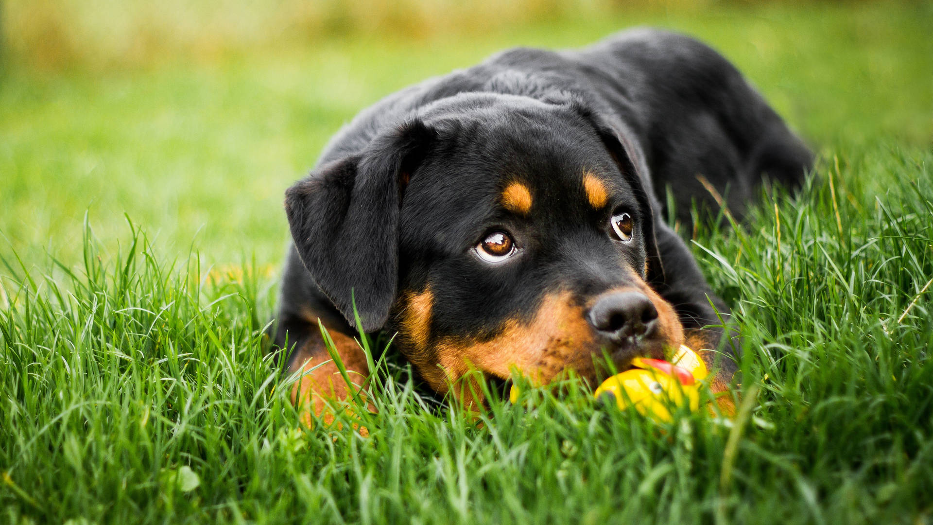 Rottweiler With Ducky Toy Background