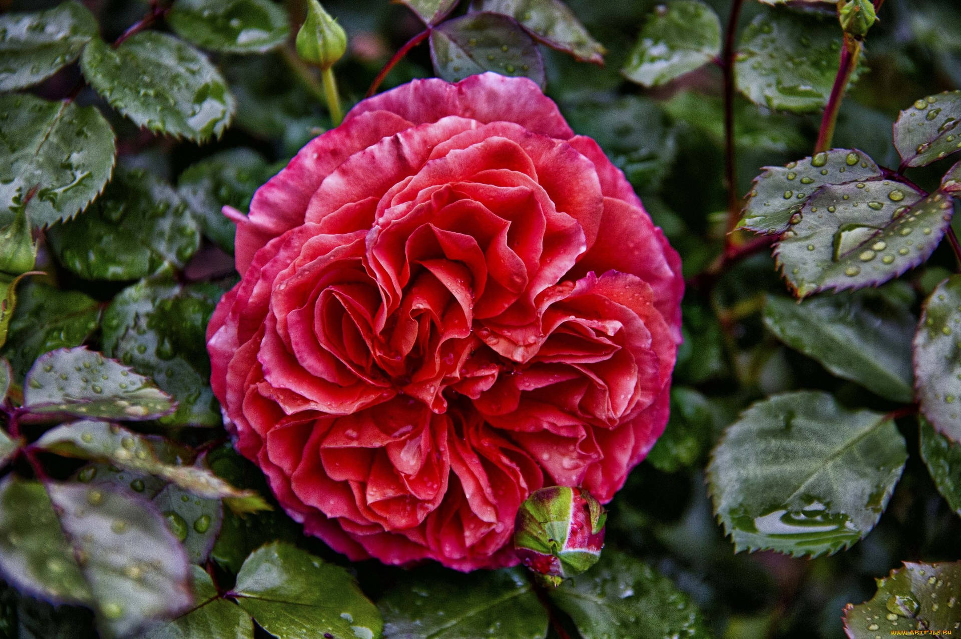 Rouge Royal Red Rose Background