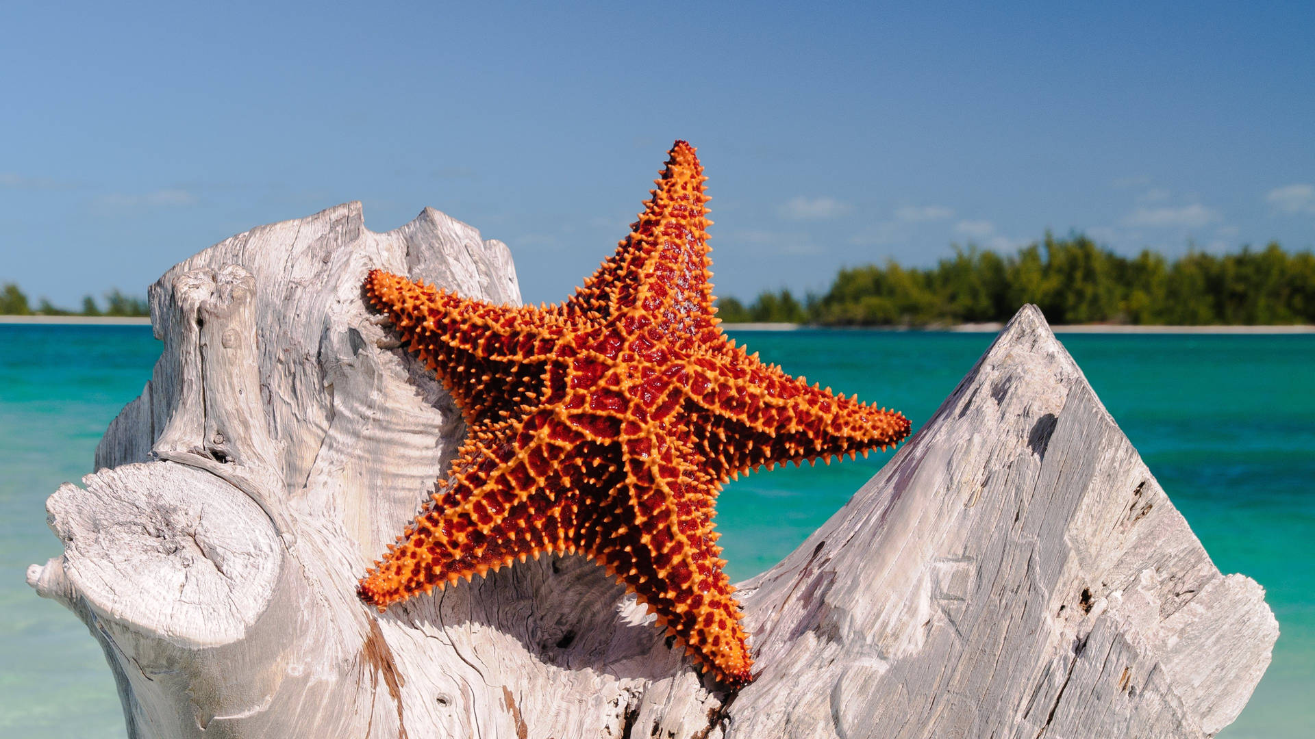 Rough Brown Starfish On Rock Formation Background