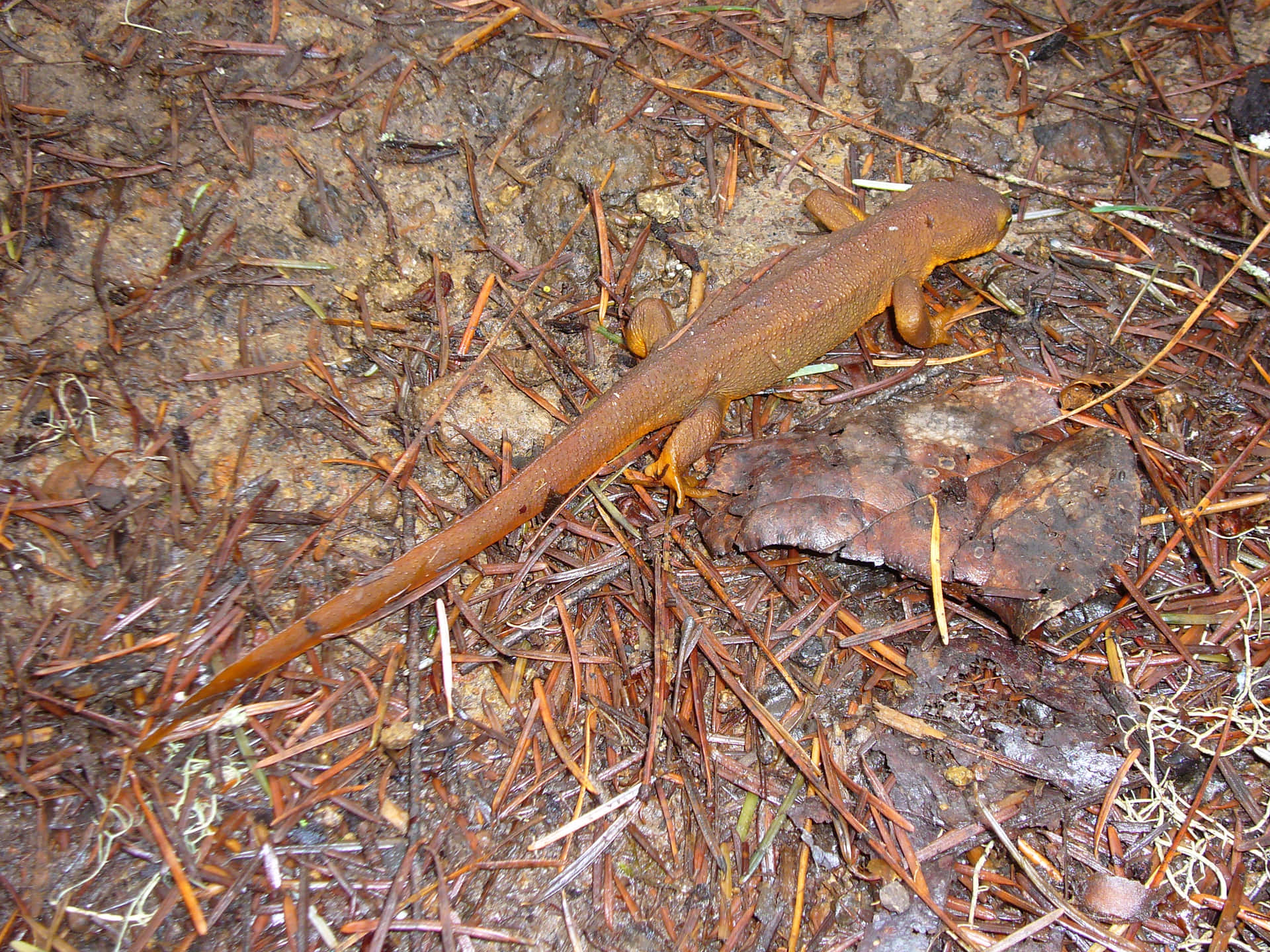 Rough Skinned Newton Forest Floor.jpg Background