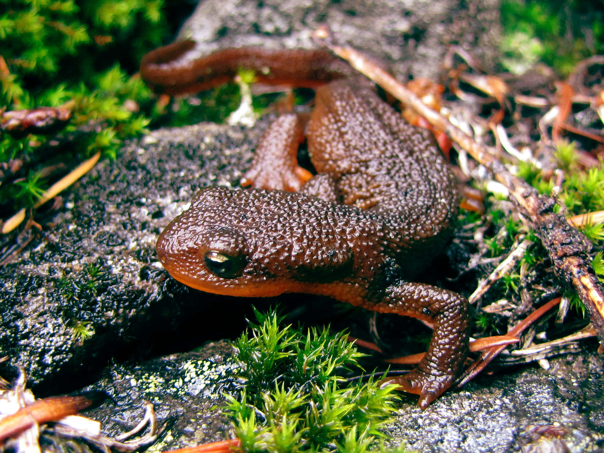 Rough Skinned Newton Mossy Ground.jpg