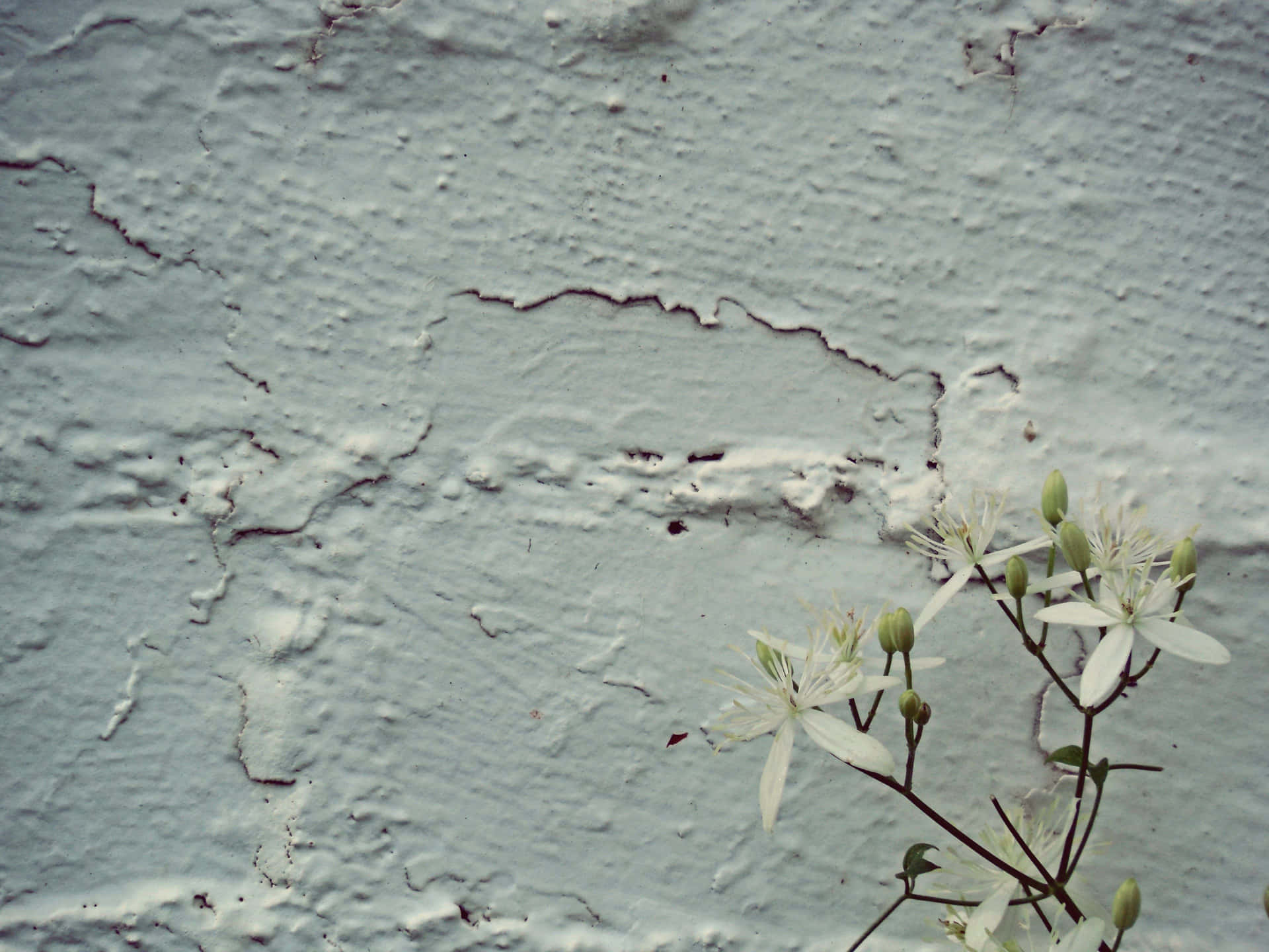 Rough Texture Old White Wall And Flower Background