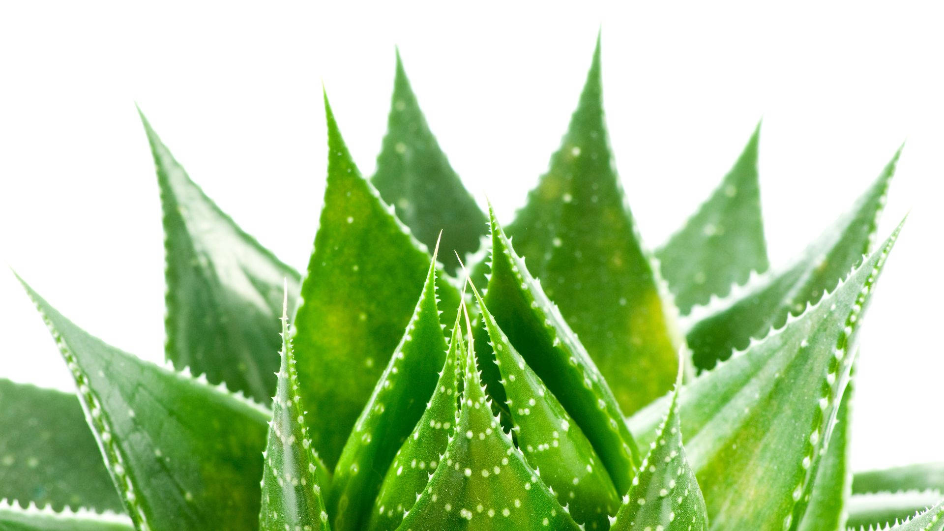 Round Aloe Vera Plant Background