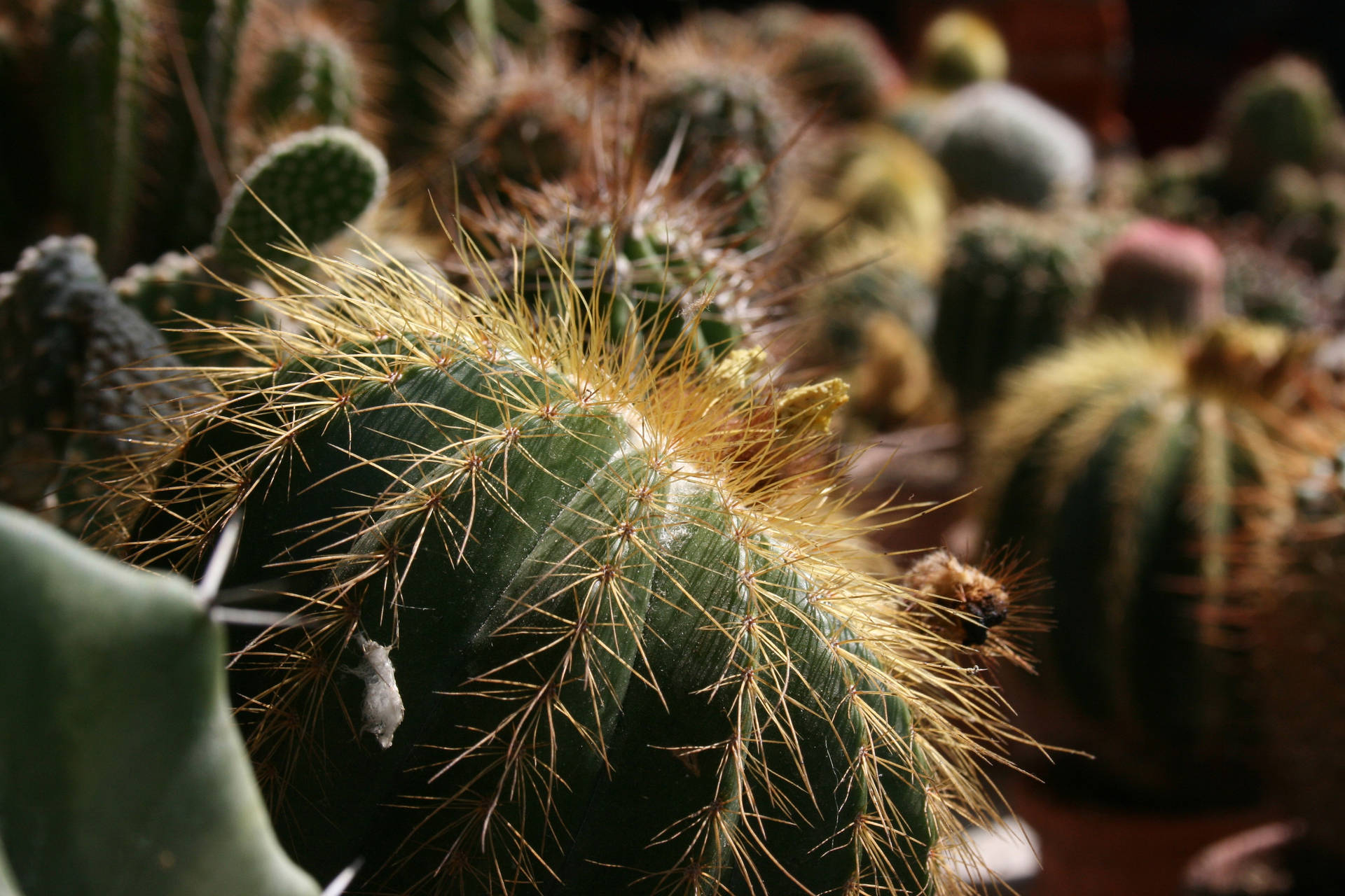 Round Cactus Houseplant Succulents Background