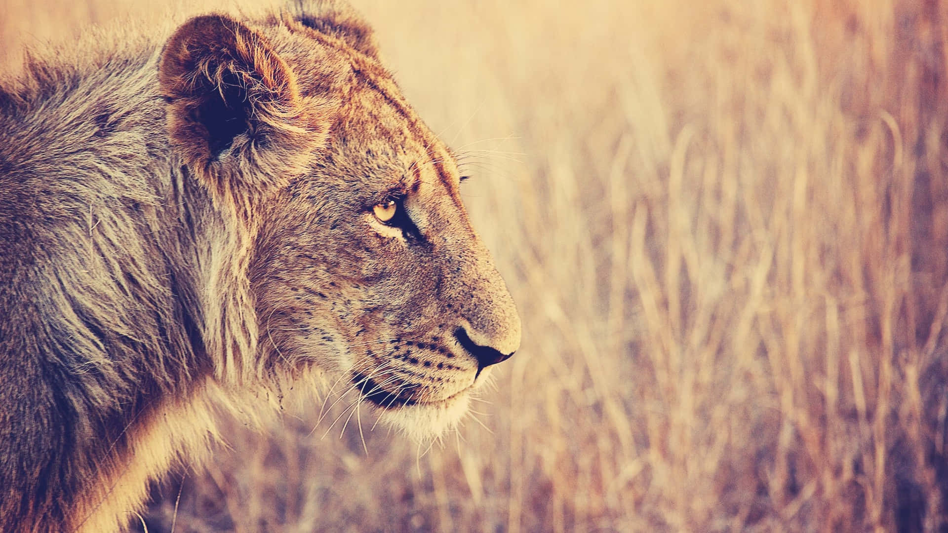 Round Ear Lion Face Background