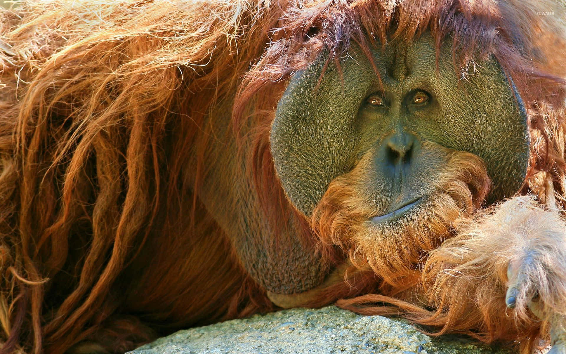 Round Flat Faced Orangutan Background