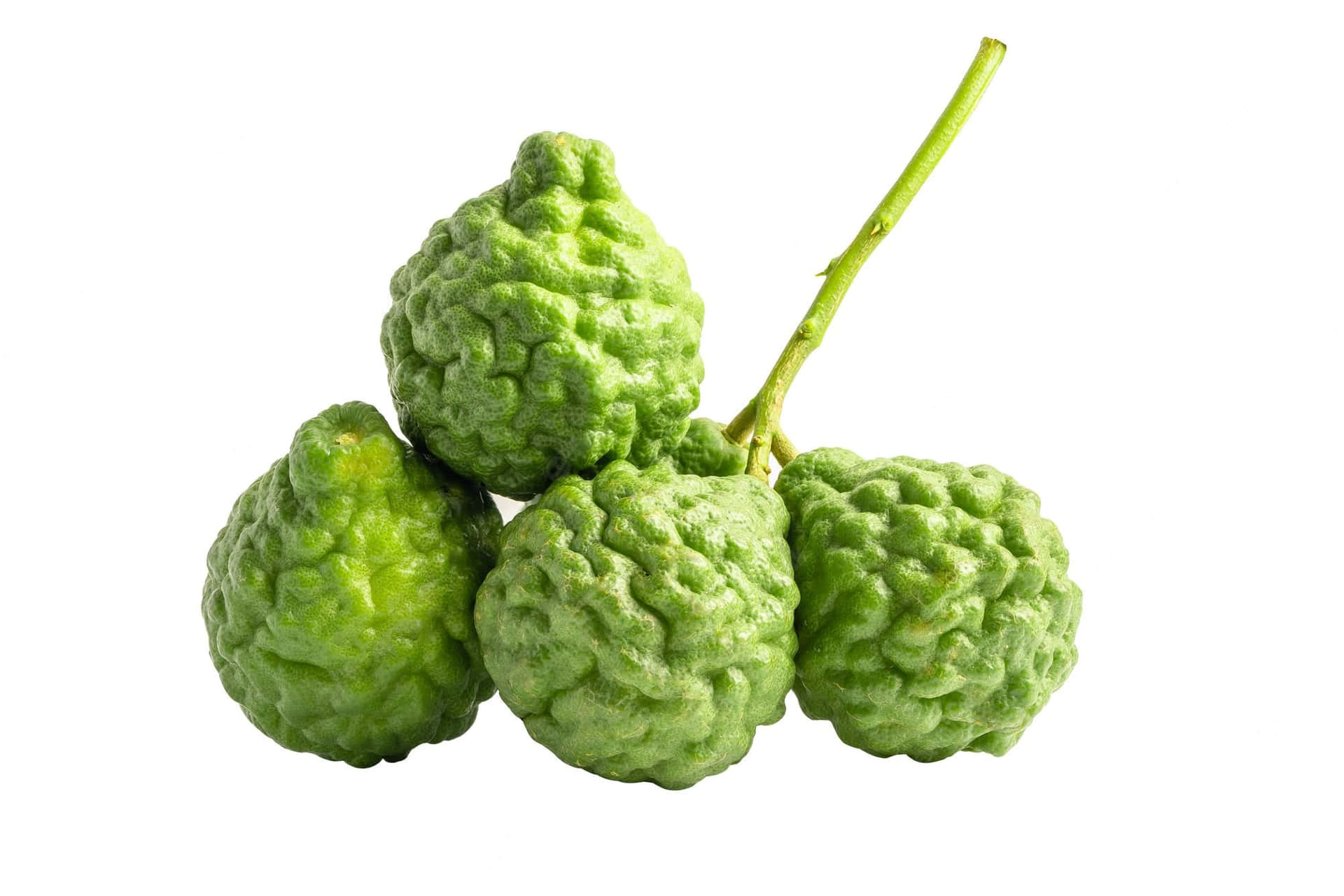 Round Green Native Kaffir Lime Background
