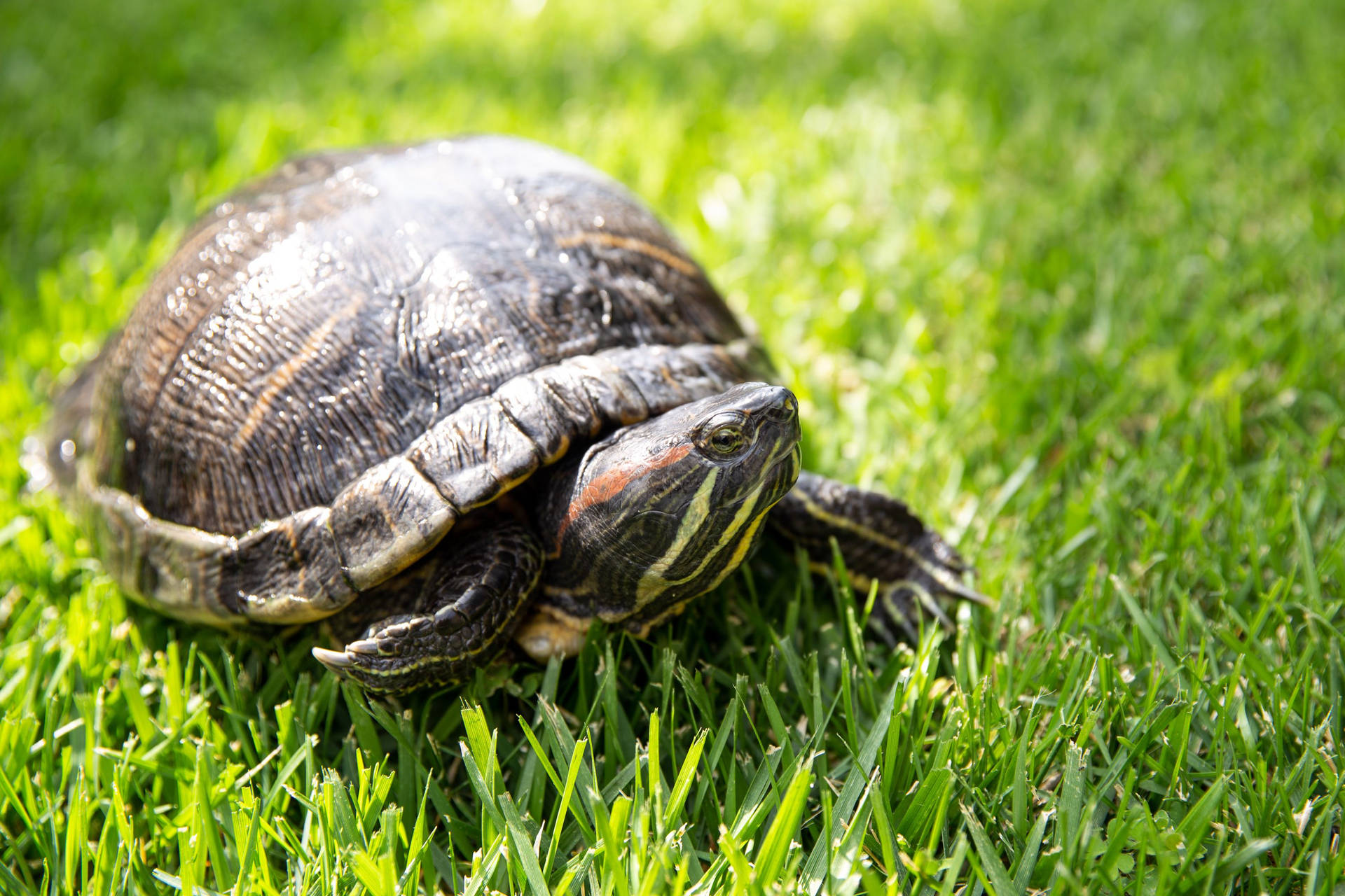 Round Map Turtle Curiously Walking Background