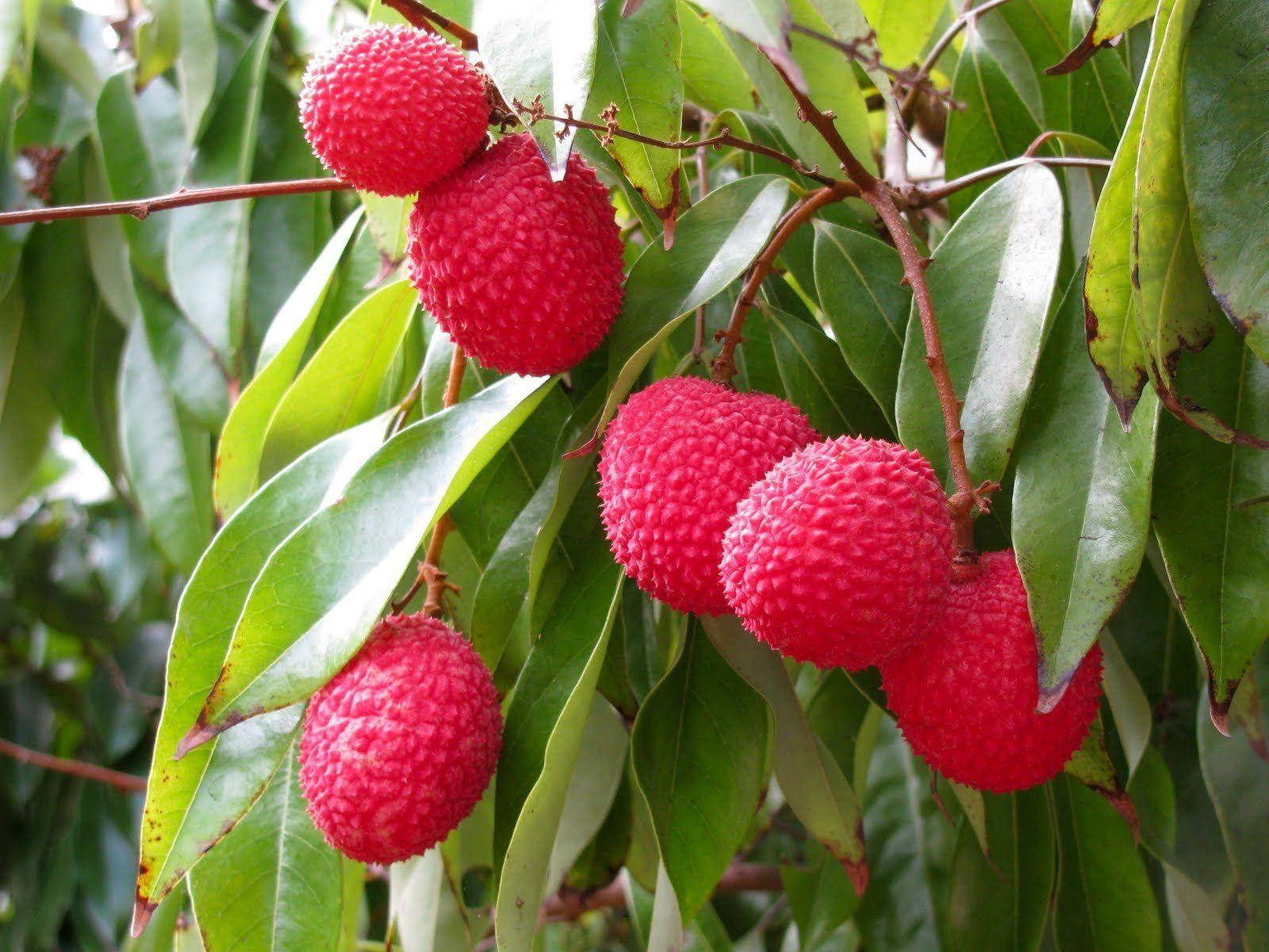 Round Pink Lychee Fruits On Tree