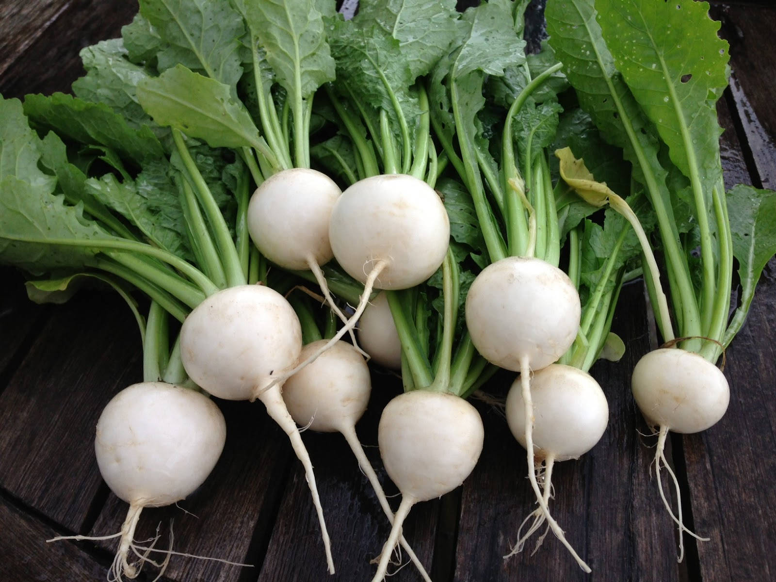 Round White Turnip Vegetables