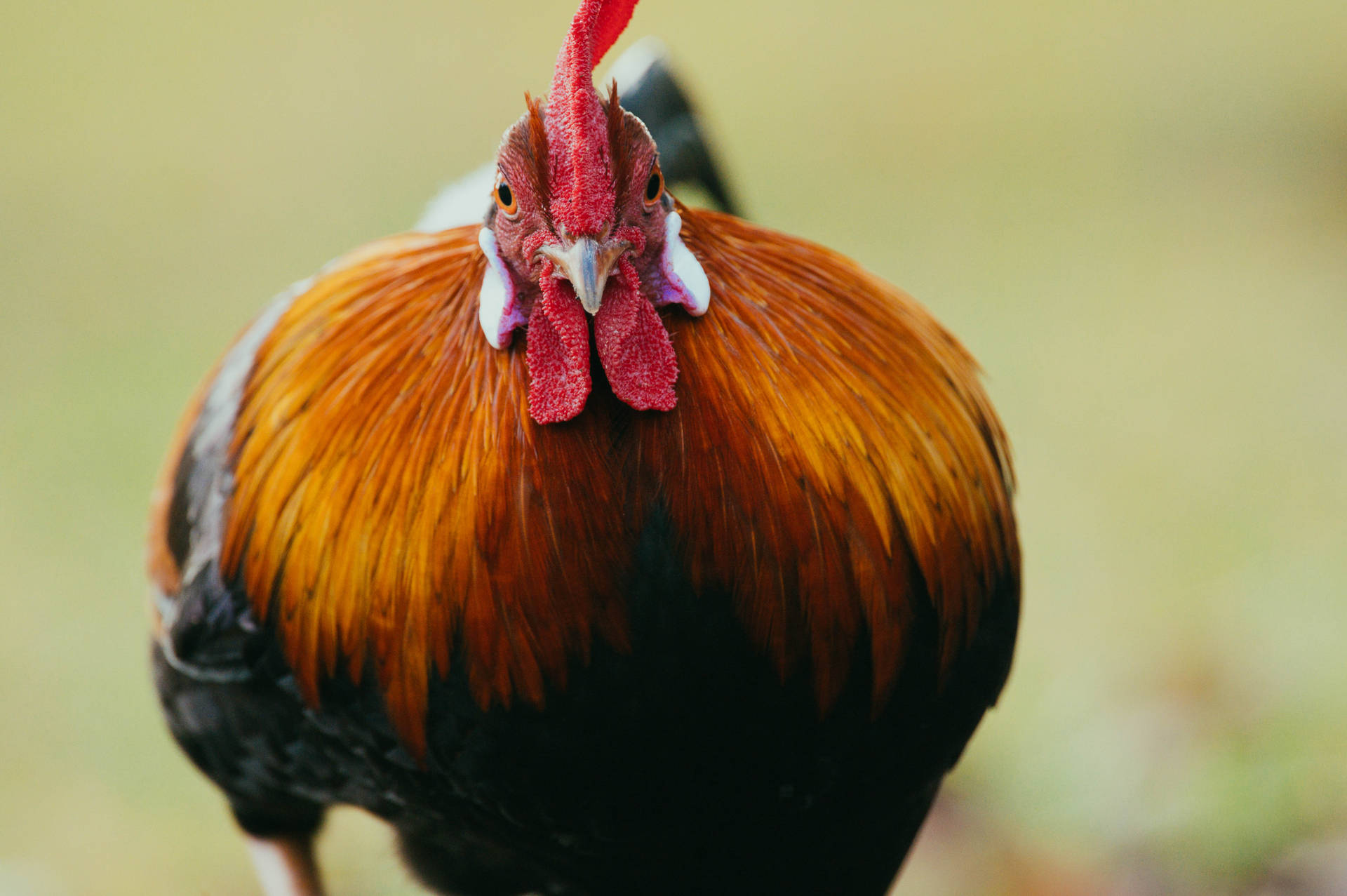 Rounded Body Red Rooster Background