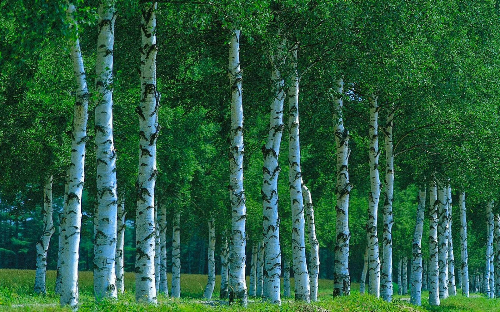 Row Japanese White Birch Tree Background