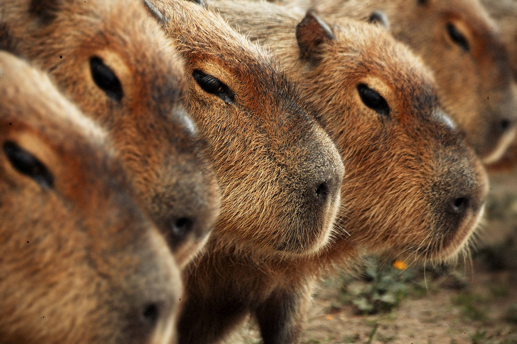 Row Of Capybara Heads Background