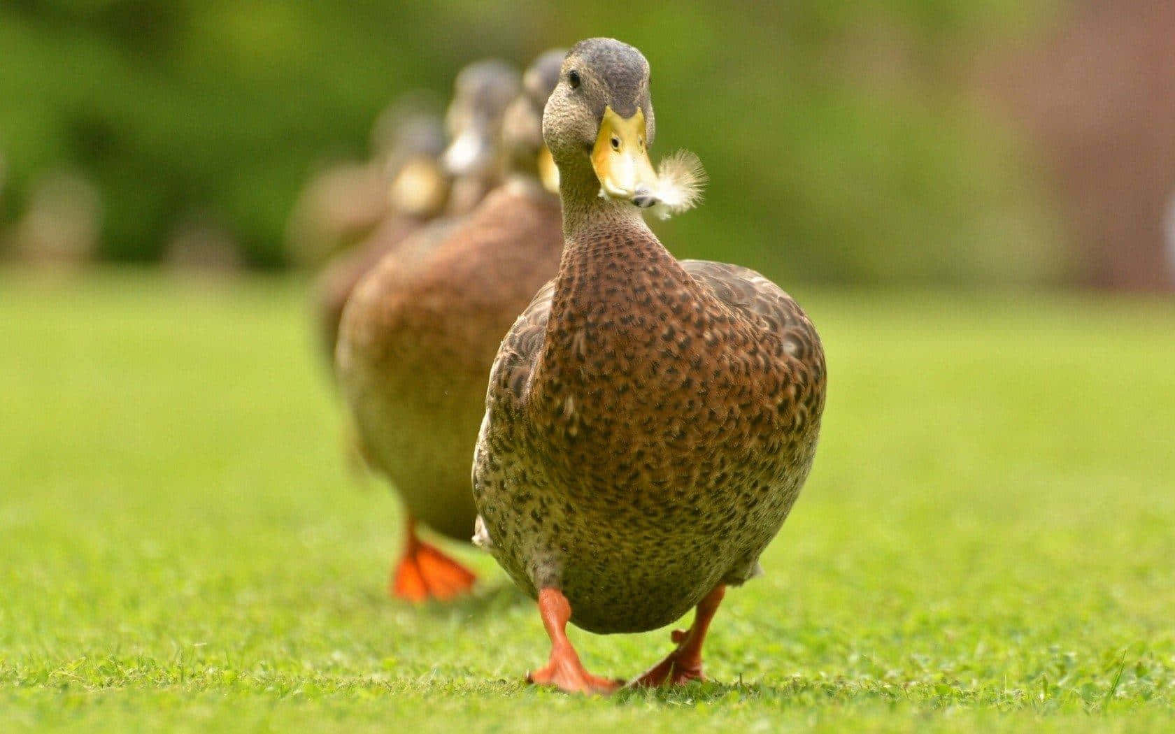 Row Of Hooked Bill Duck Hunting Desktop Background