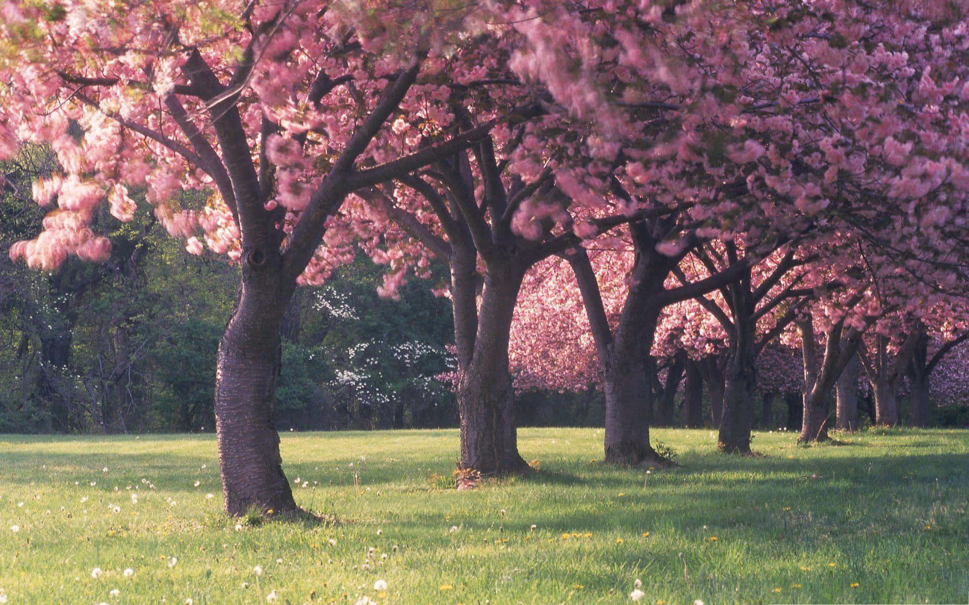 Row Of Pink Trees On Grass