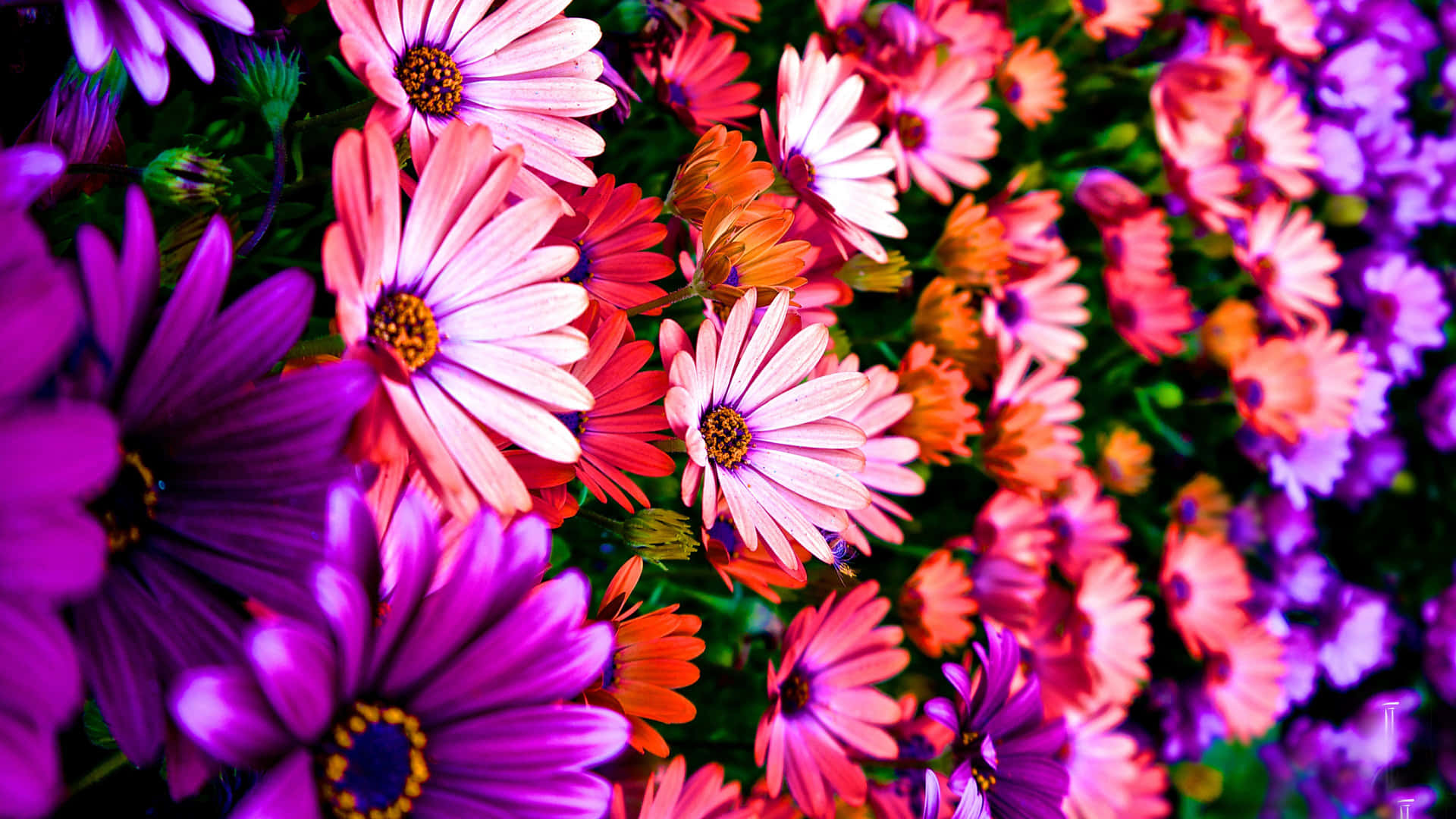 Rows Colorful Daisies Background