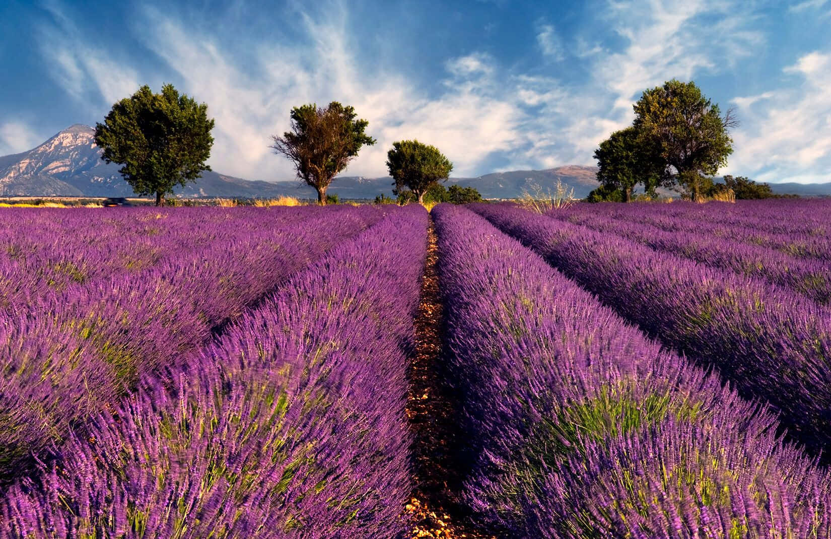 Rows Of Lavender Purple Field