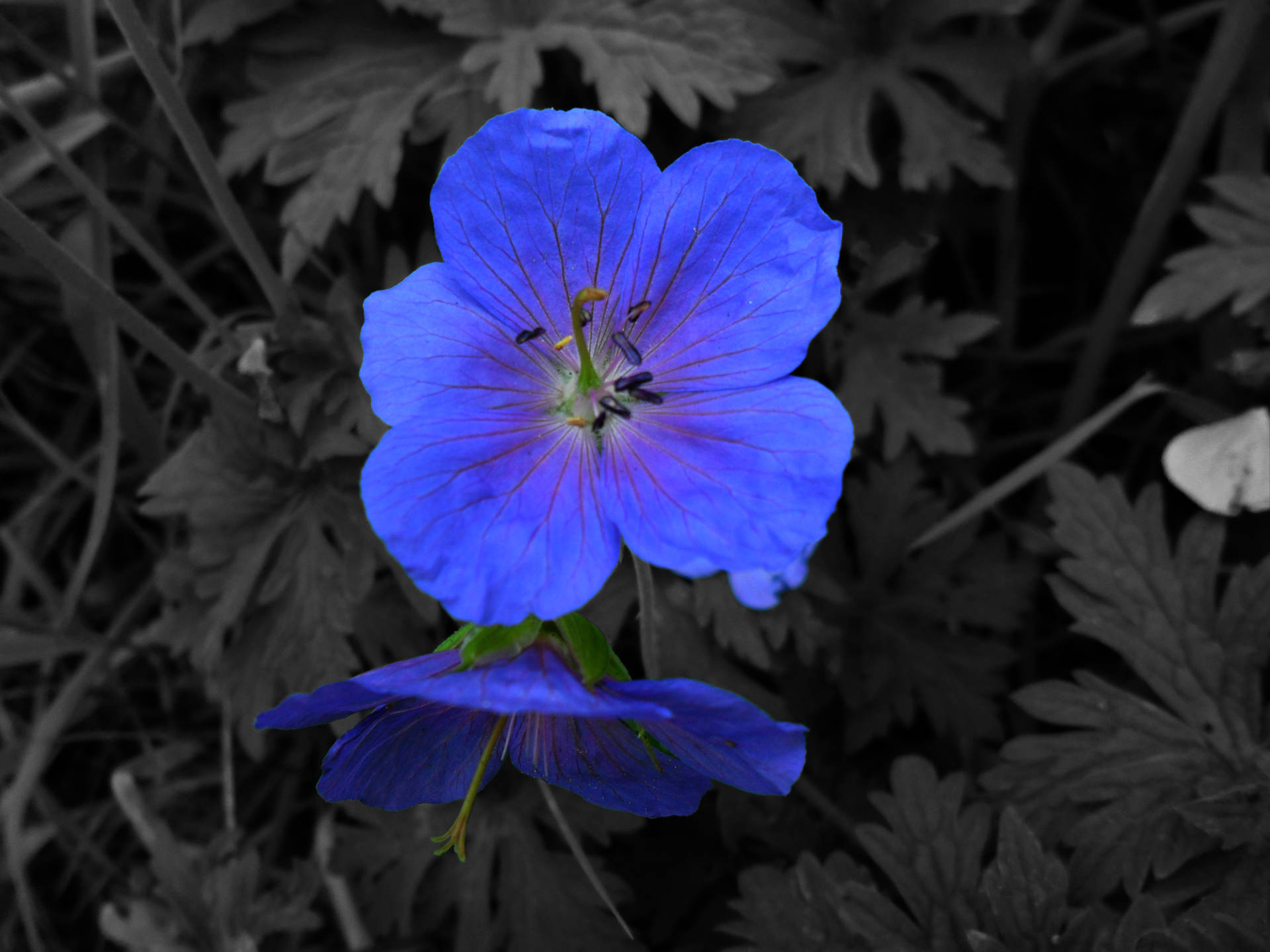 Royal Blue Tumblr Flower Background