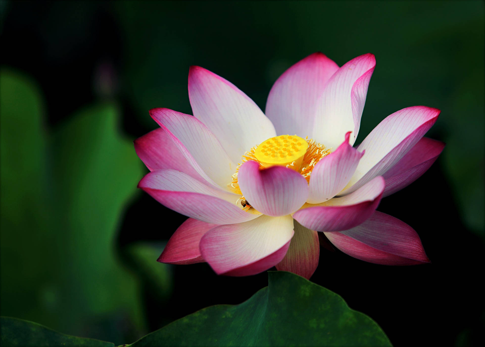 Royal Lotus Flower Background