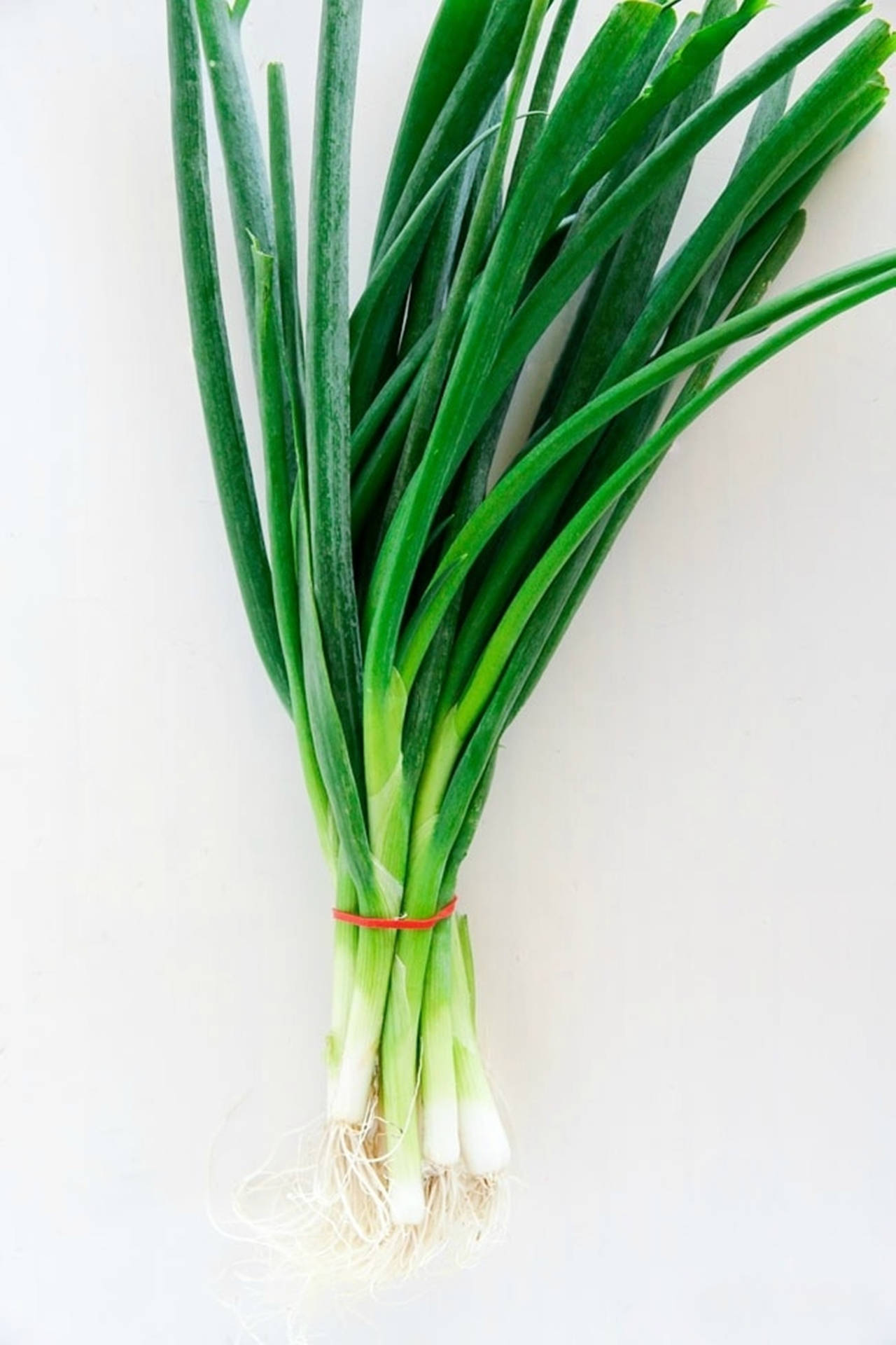 Rubber Band Bunched Green Onion Sprigs Background