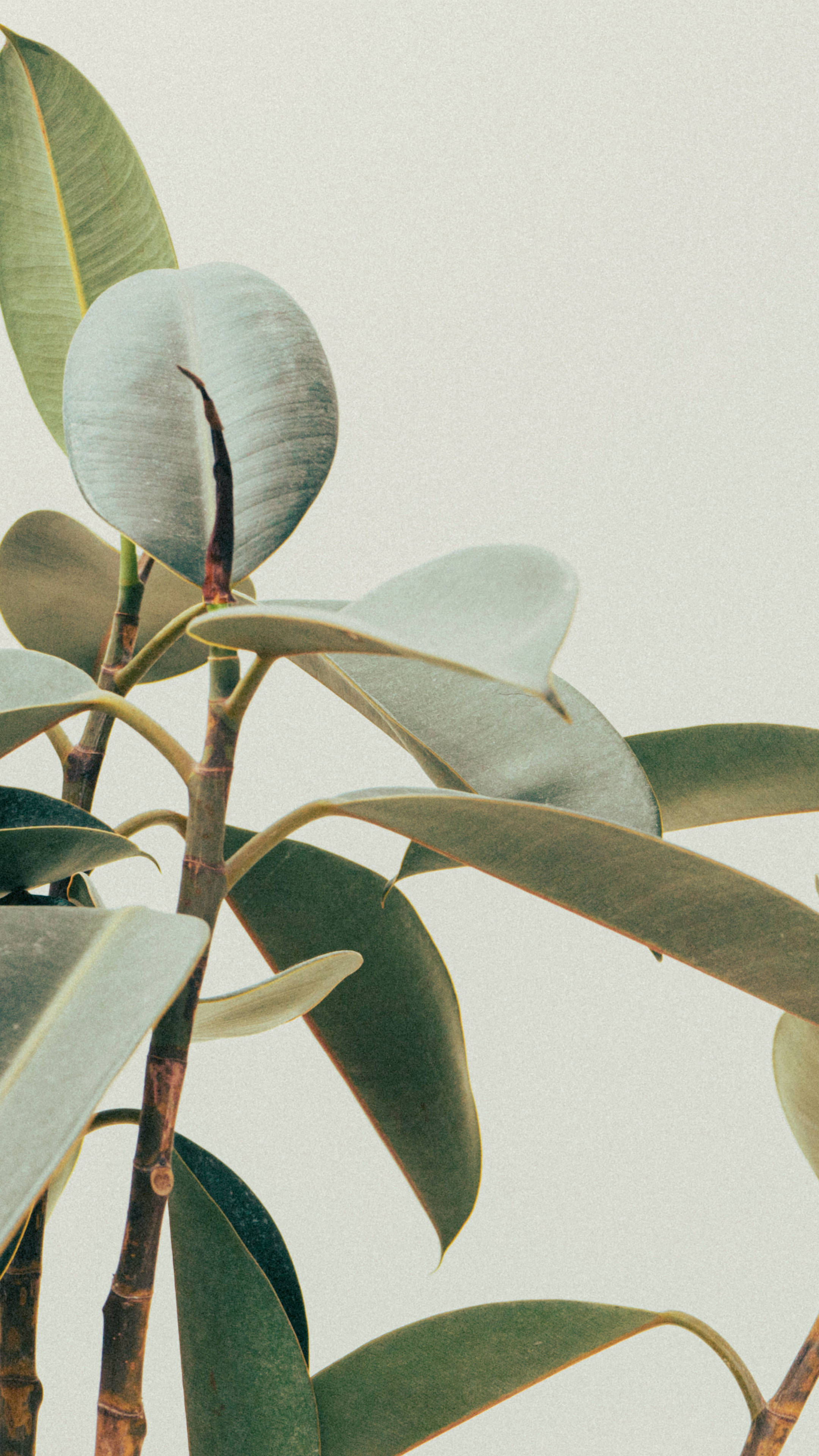 Rubber Tree Minimalist Plant Leaves Background