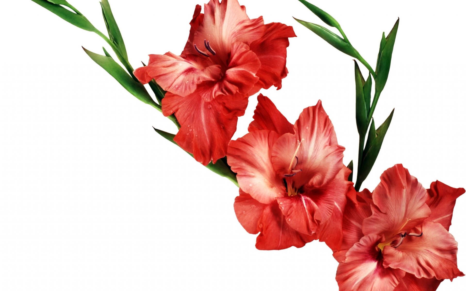 Ruby Gladiolus Flowers Background
