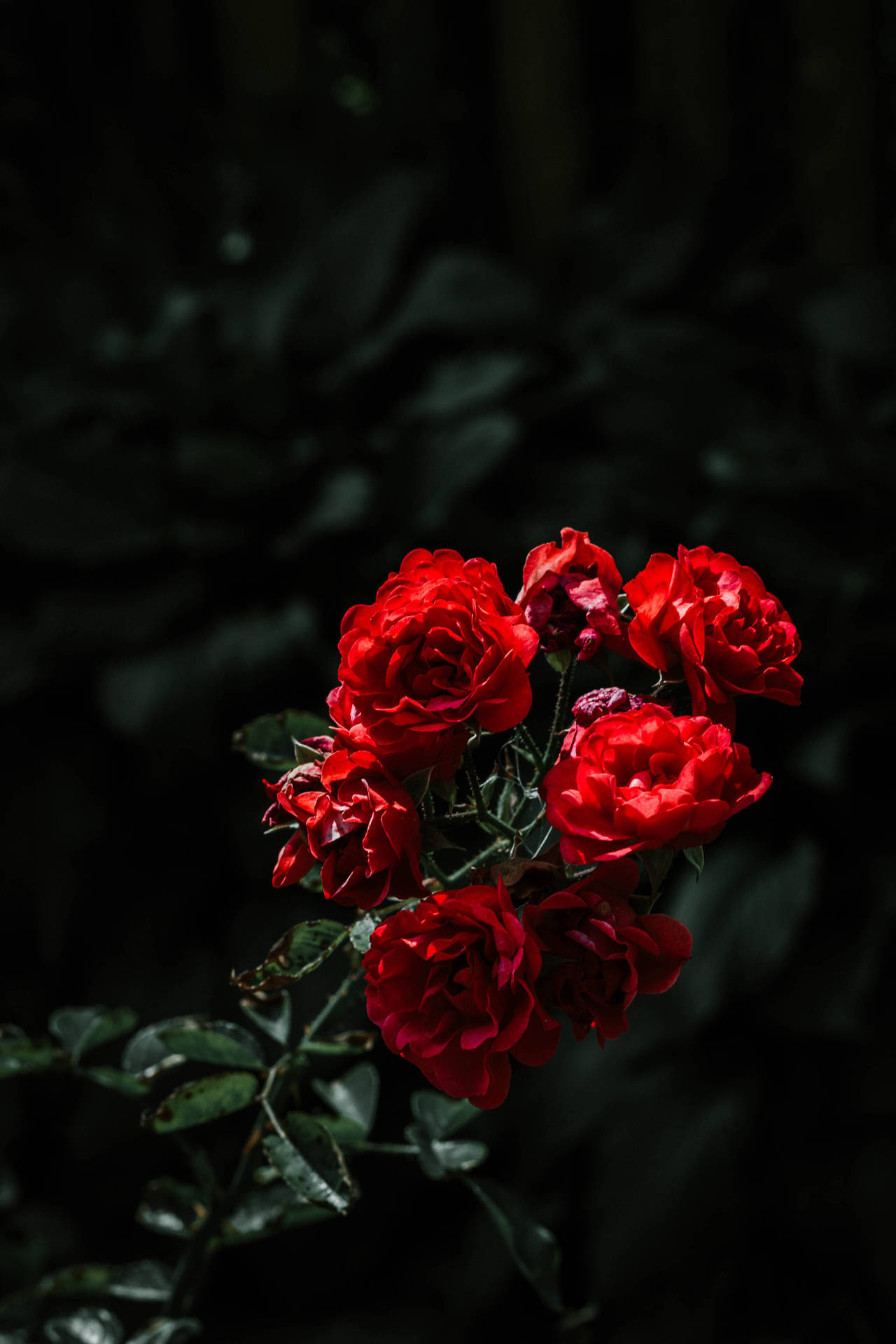 Ruby Red Rose Flowers Background