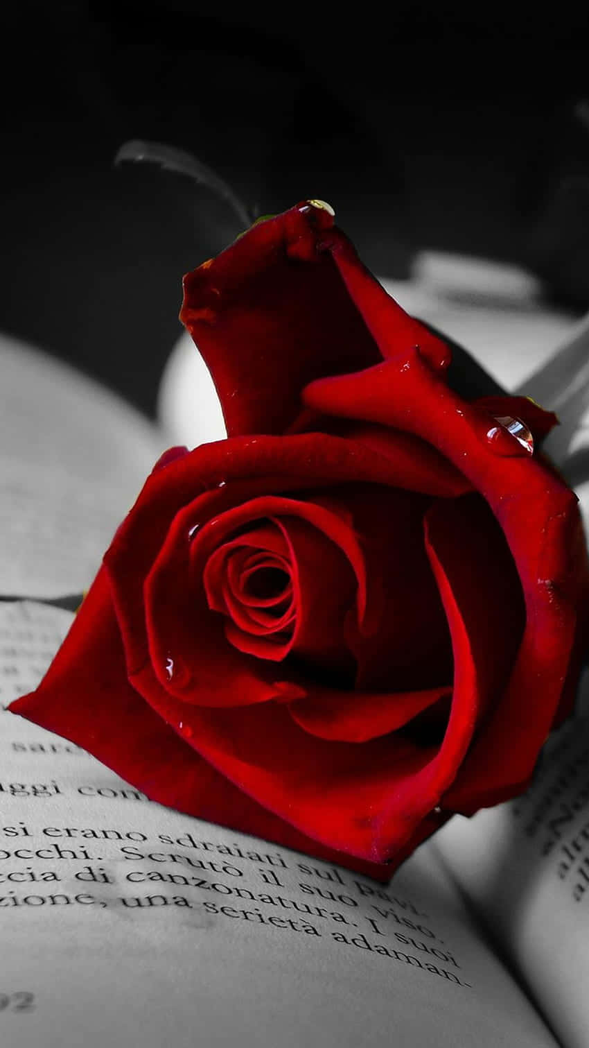 Ruby Red Rose Mobile Background