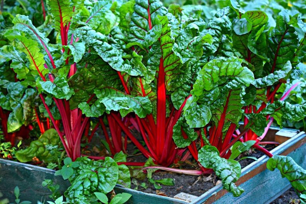 Ruby Red Swiss Chard Vegetable Garden Background