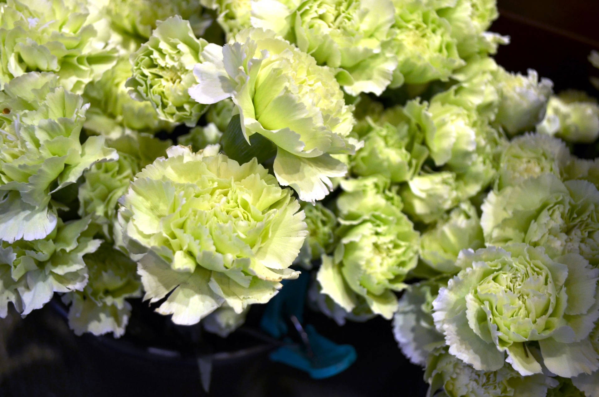 Ruffled Green Carnations