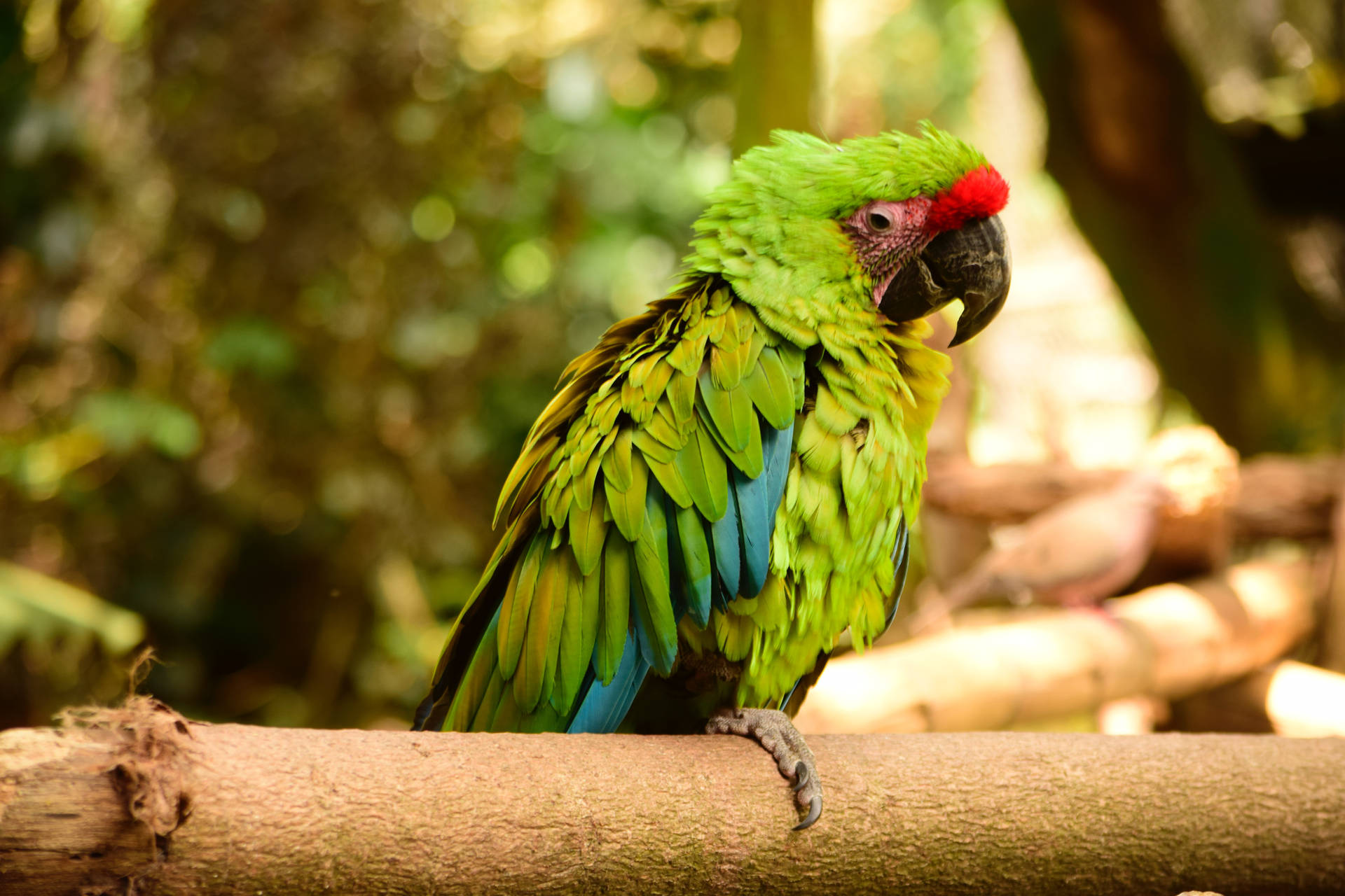 Ruffled Green Parrot Hd Background