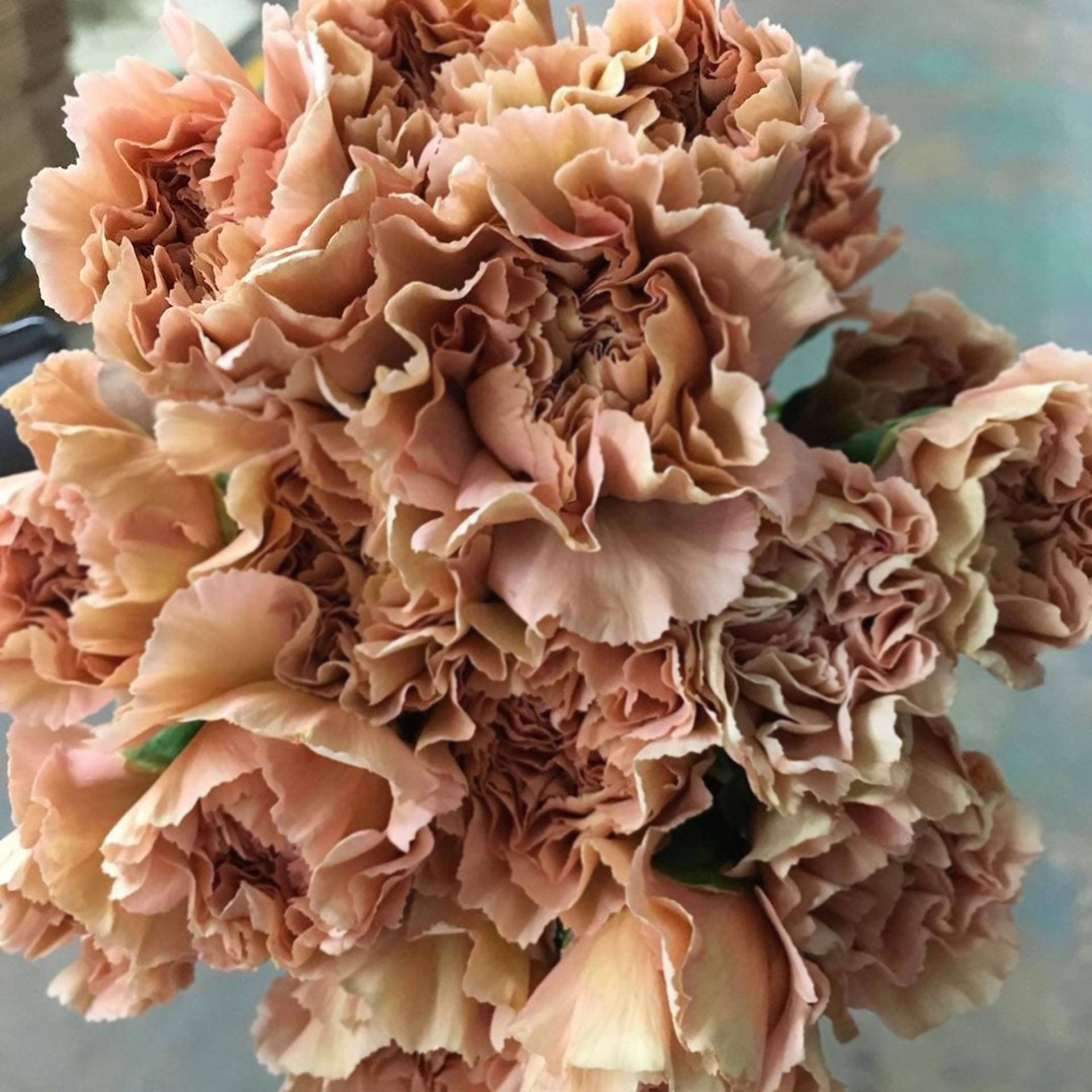 Ruffled Terracotta Carnations Background