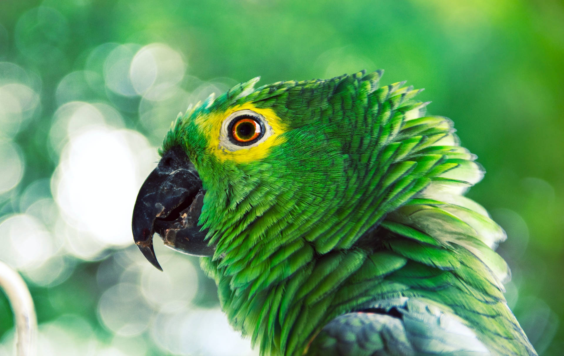 Ruffling Green Parrot Hd Background