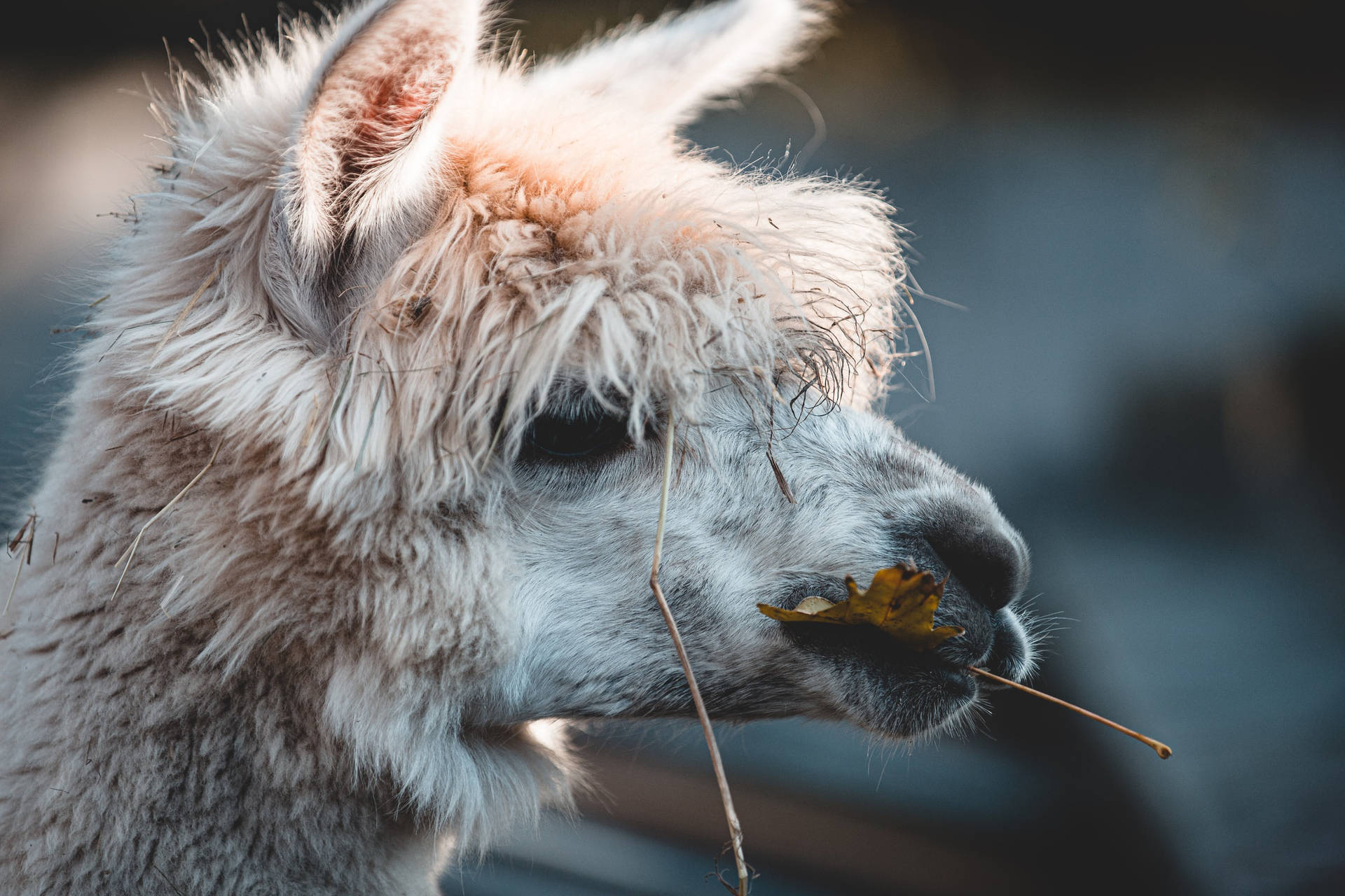 Rugged Llama Face Background