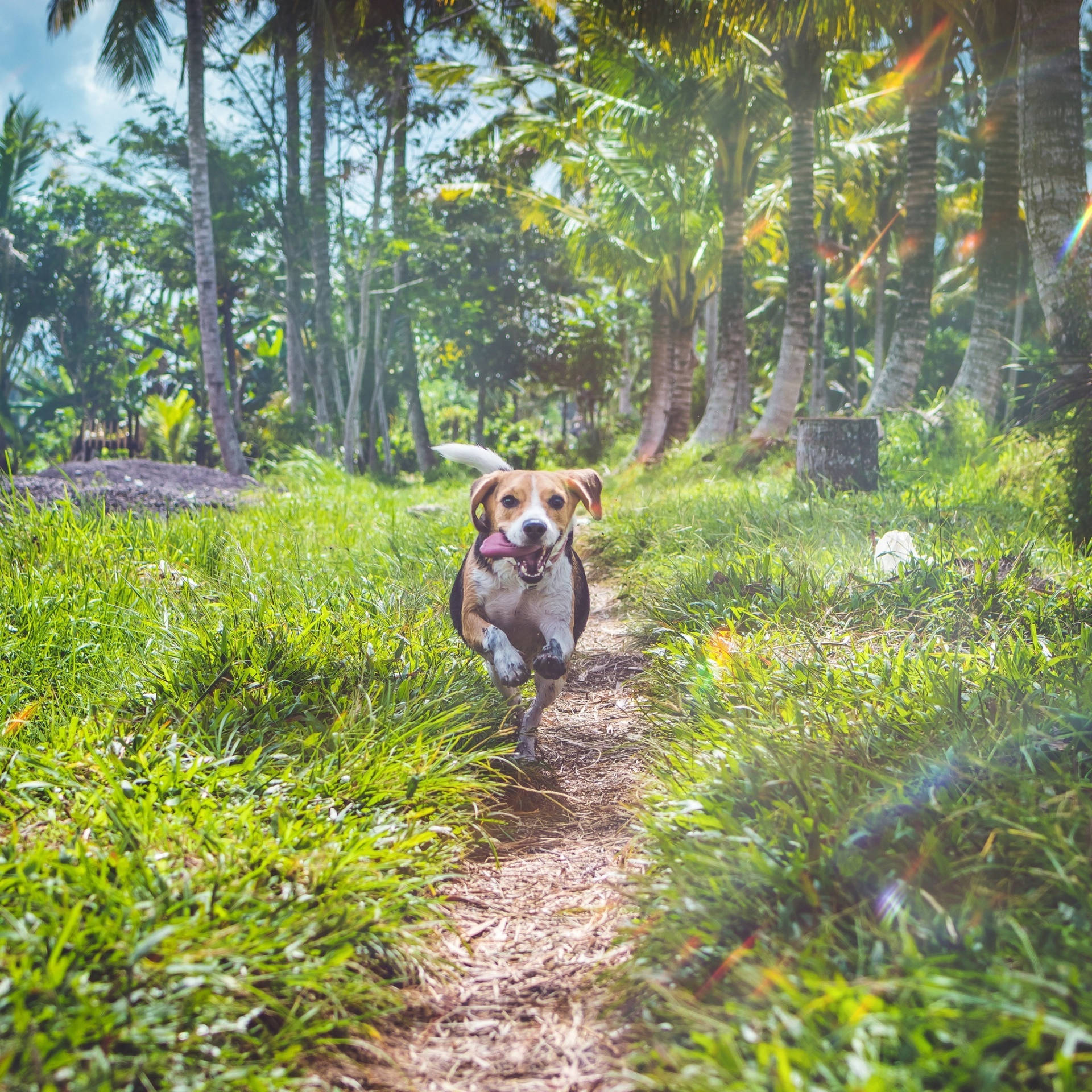 Running Beagle Dog With Tongue Out Background