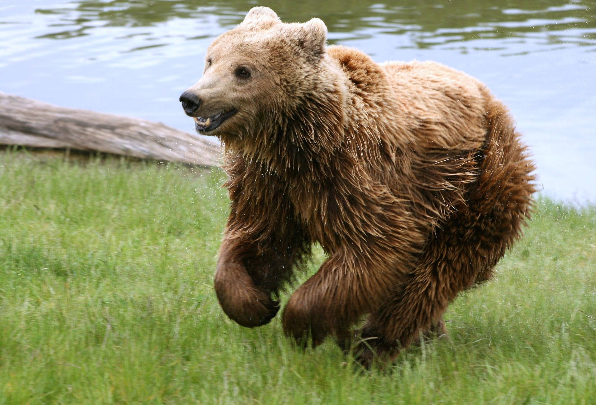 Running Grizzly Bear Background