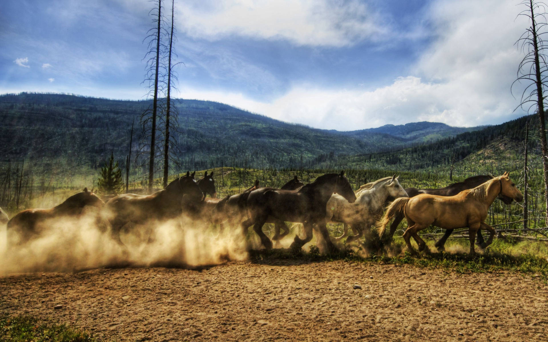 Running Horse On The Countryside Background