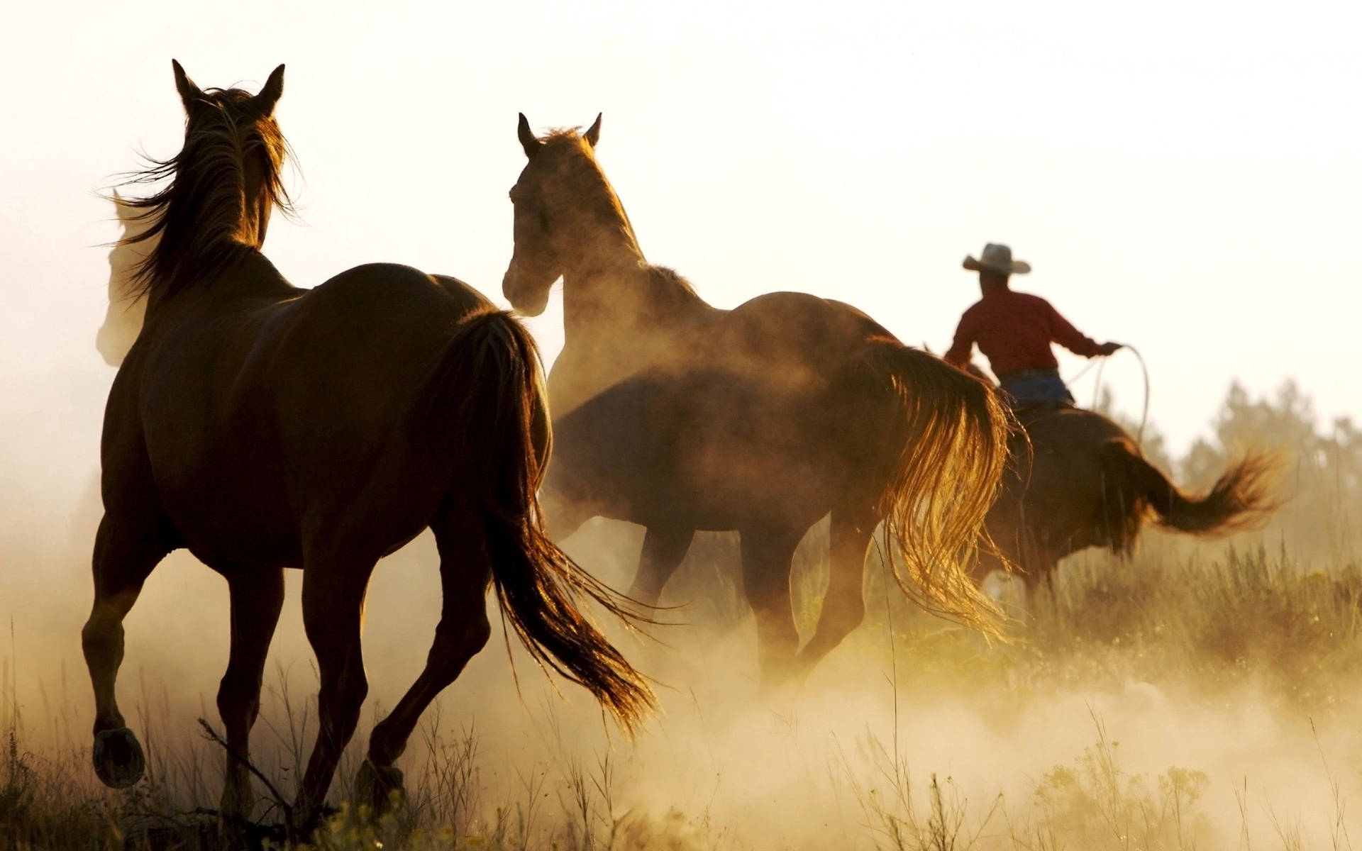 Running Horse With Cowboy