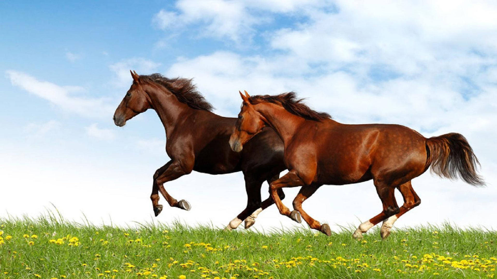 Running Horses In Field Background