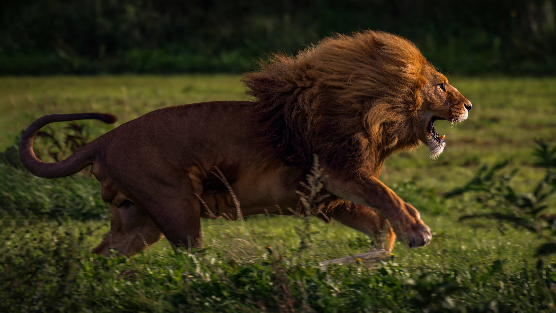 Running Lion Laptop