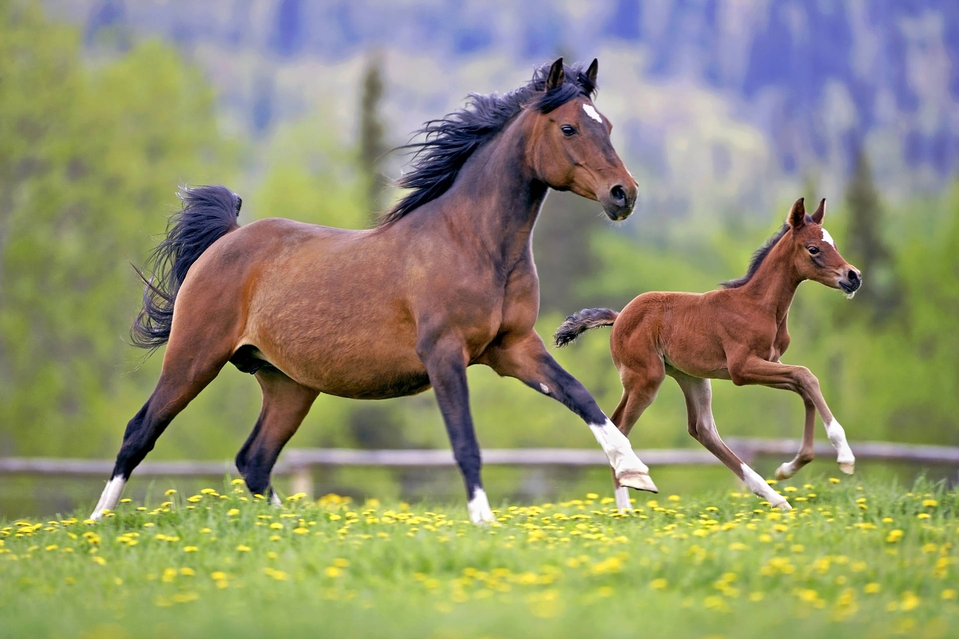 Running Mother Horse And Young Foal Background