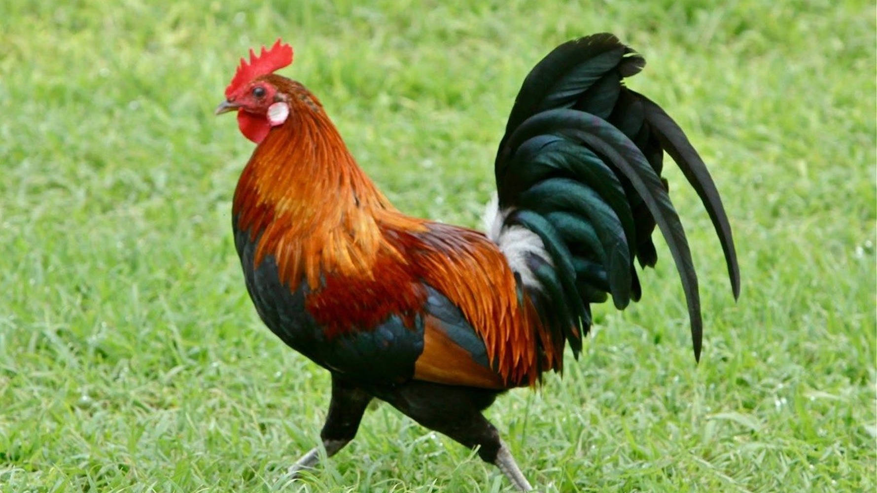 Running Rooster In Grass