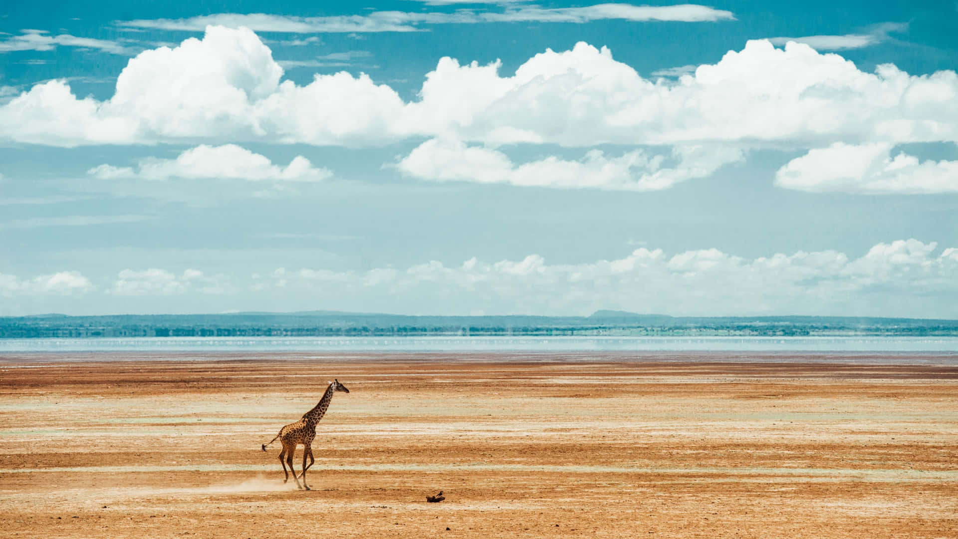 Running Safari Giraffe Long Shot 4k Monitor Background