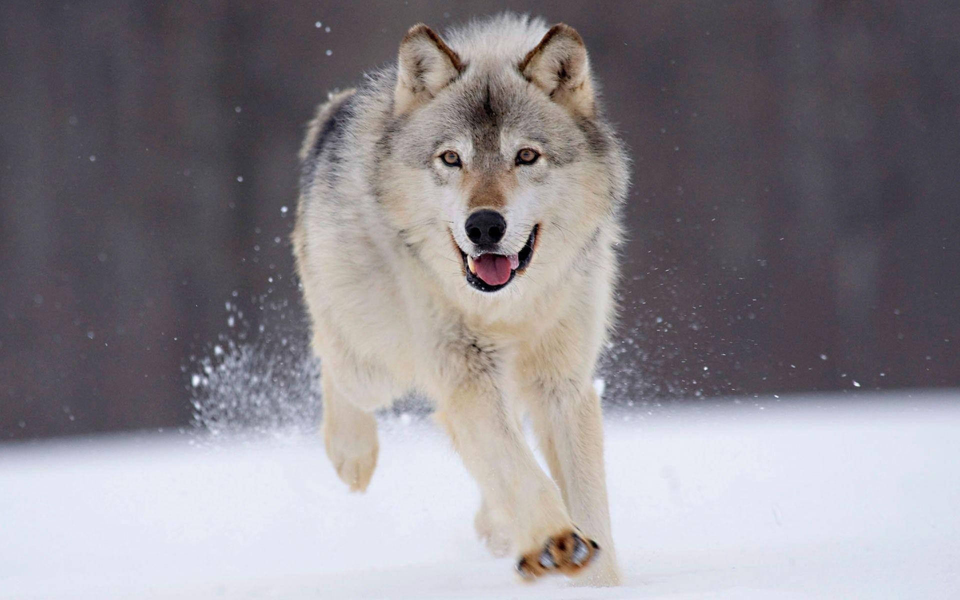 Running Through The Snow Wolf Desktop