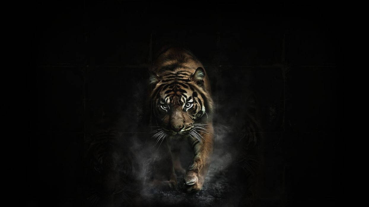 Running Tiger On Black Background Background