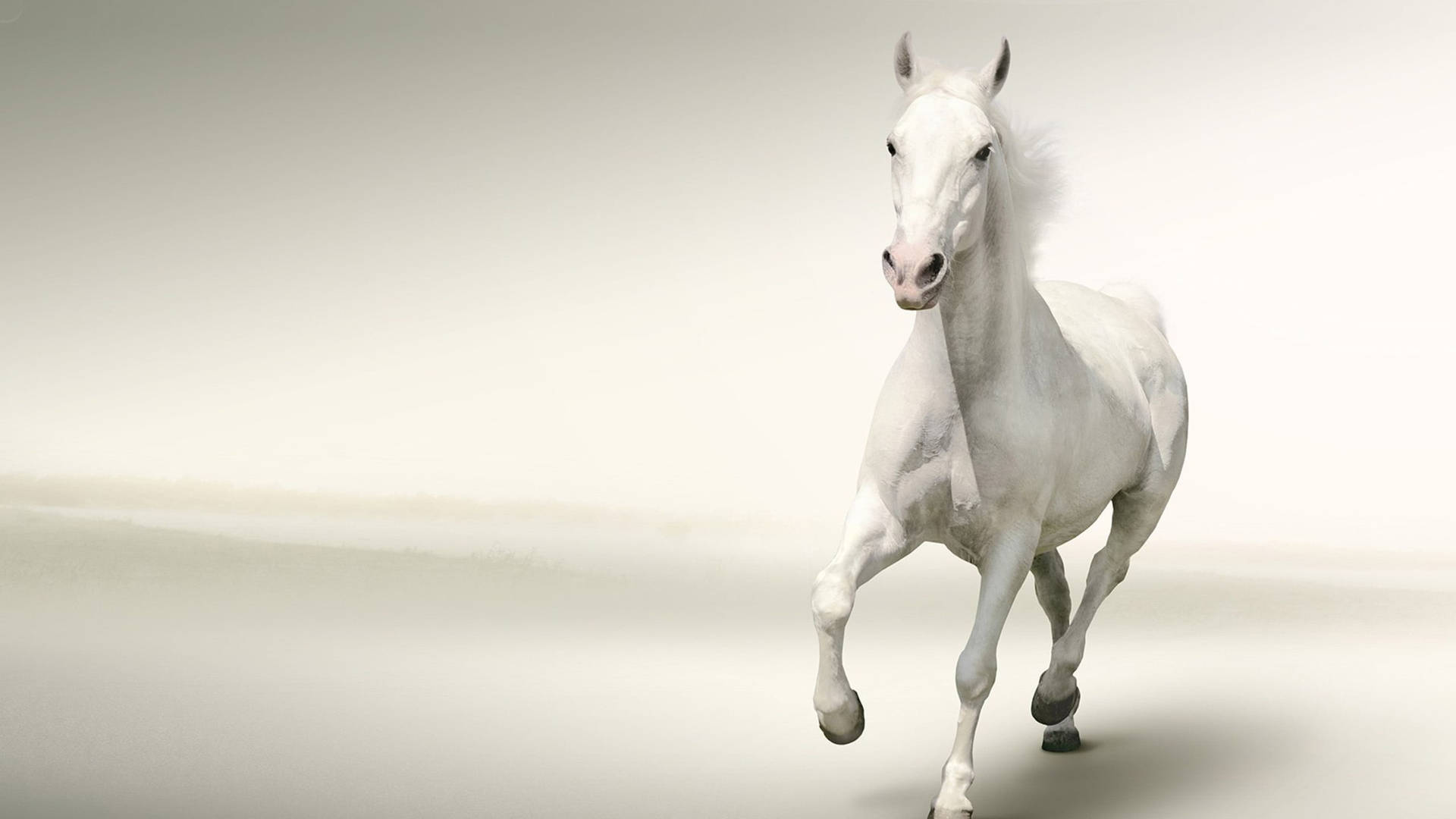 Running White Horse Minimalist Background