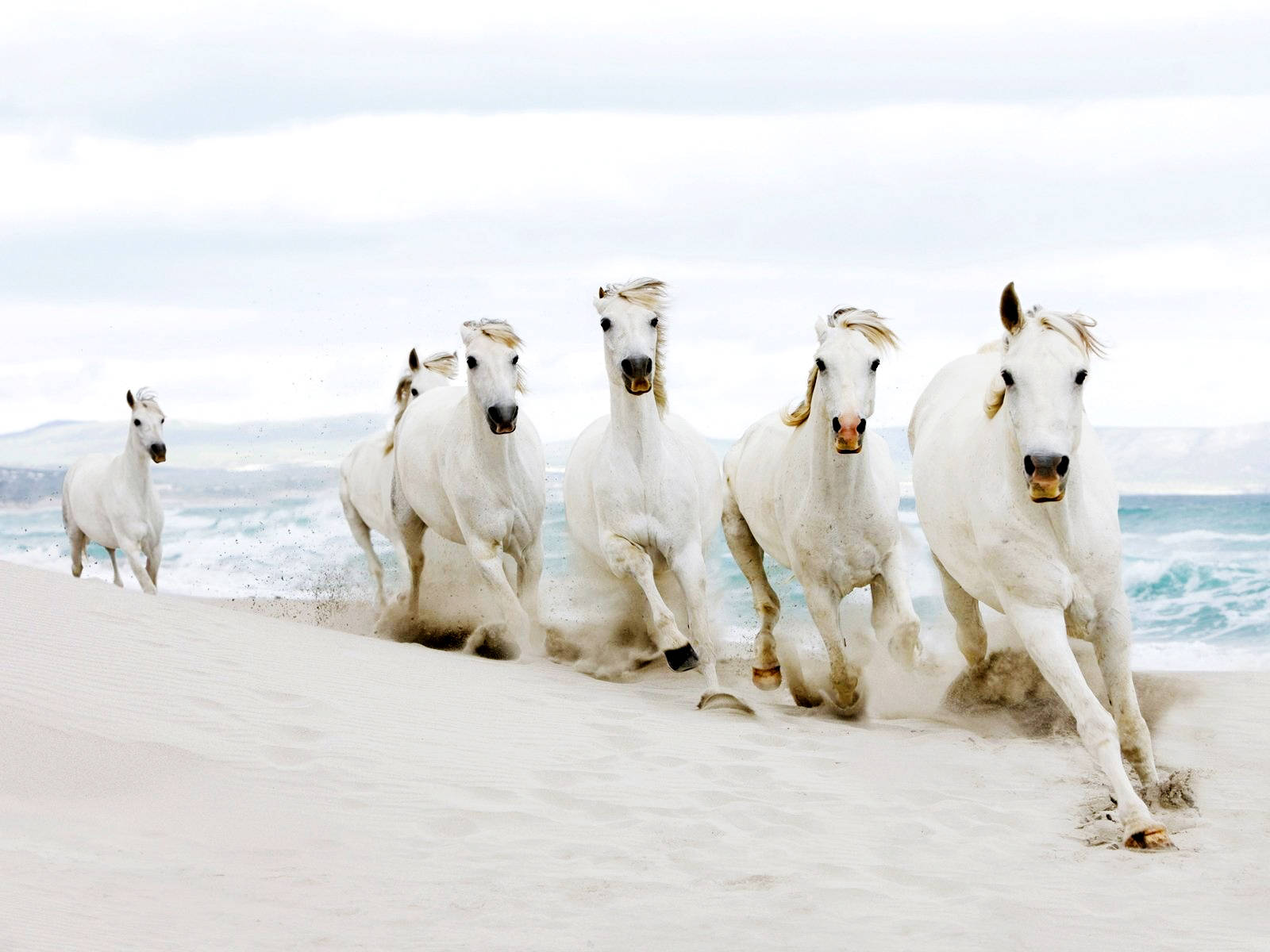 Running White Horses In Line Background
